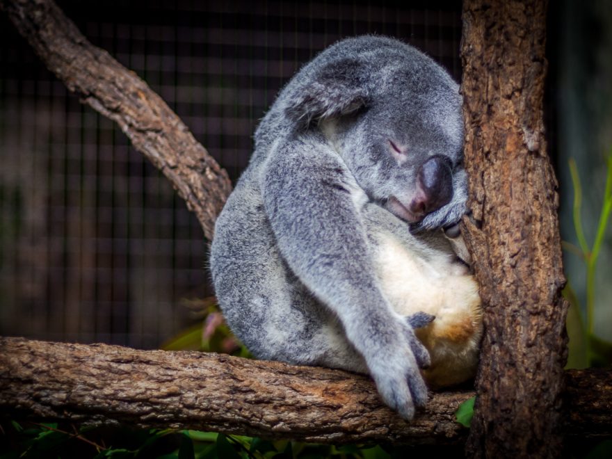 /files/dateien/bilder/cris-saur-122006-unsplash-880x660.jpg